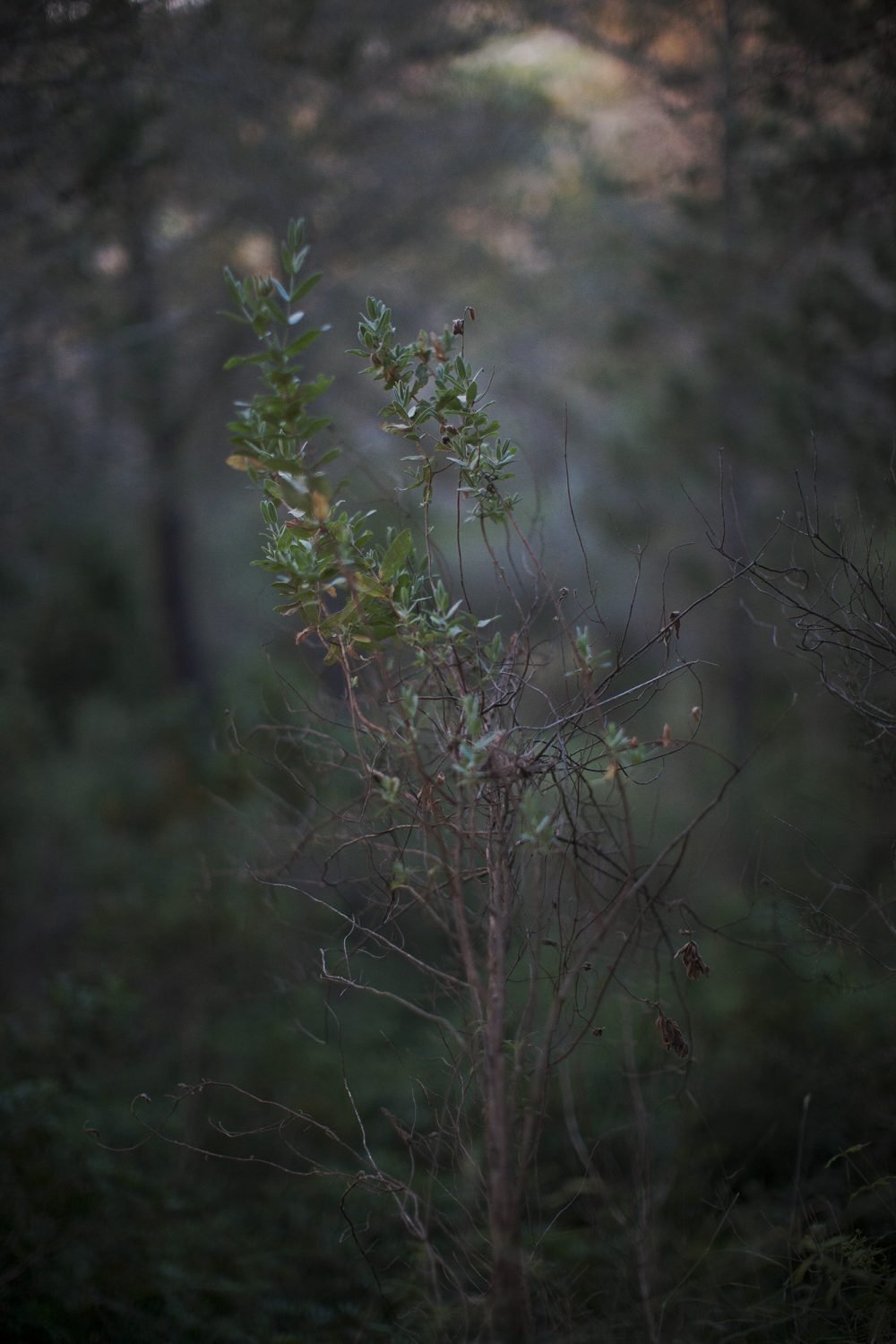 298O4056_DxOFP