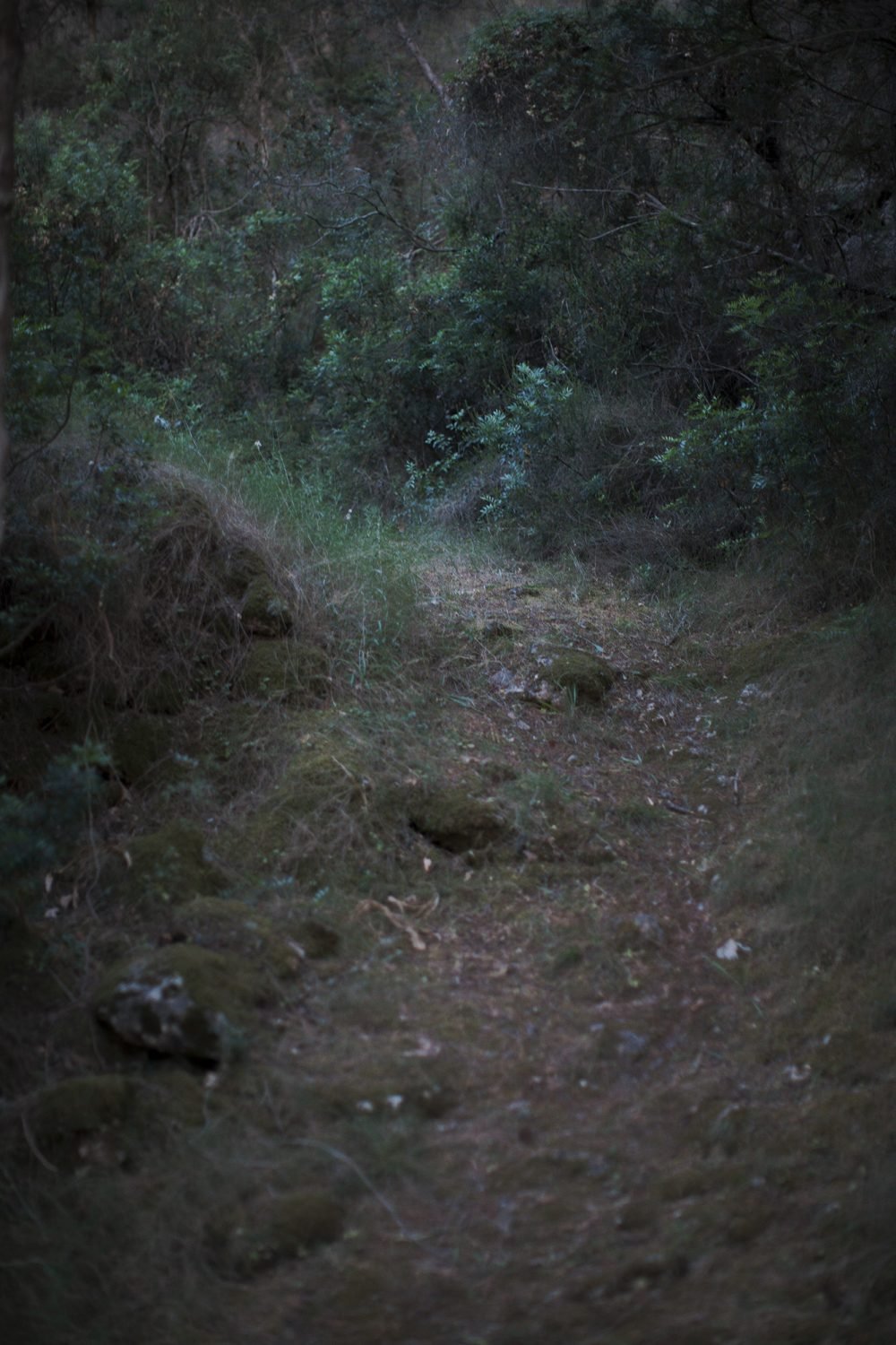 298O4061_DxOFP